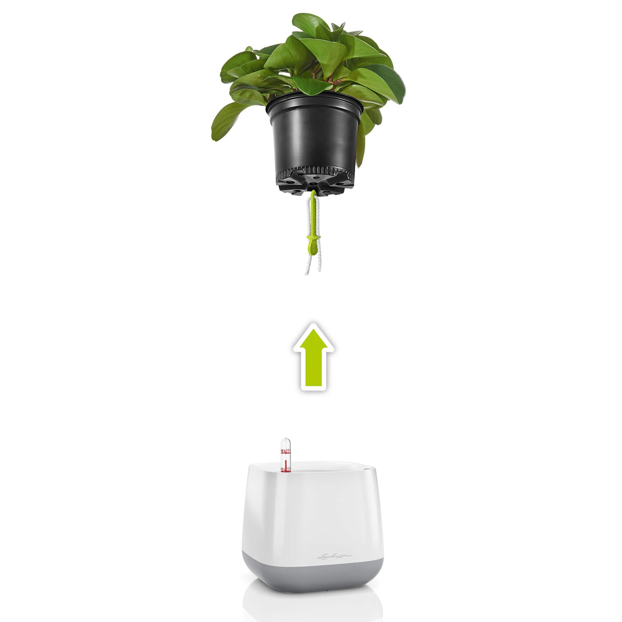 le_yula-pflanzgefaess_product_addi_explosion